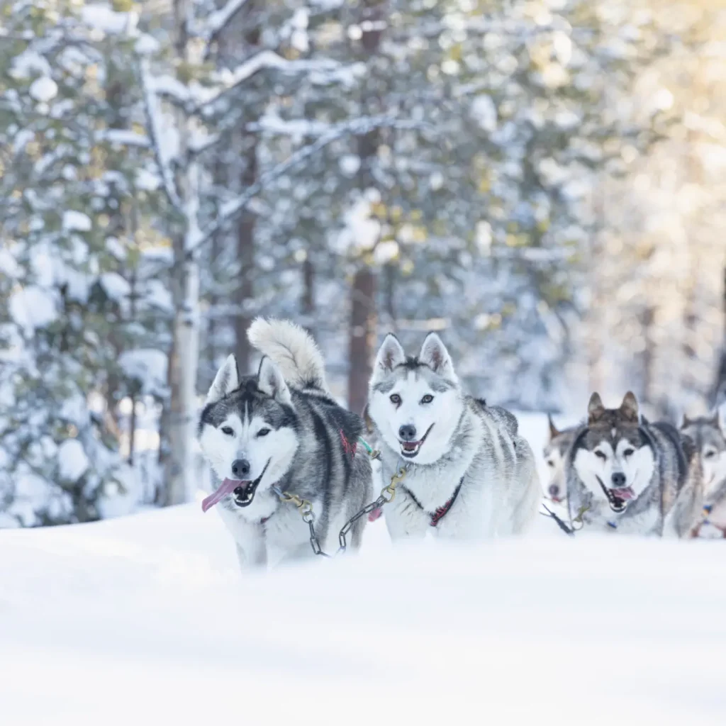 Exciting husky safari in Lapland with a sled team racing across snow-covered trails near Rovaniemi, Finland.