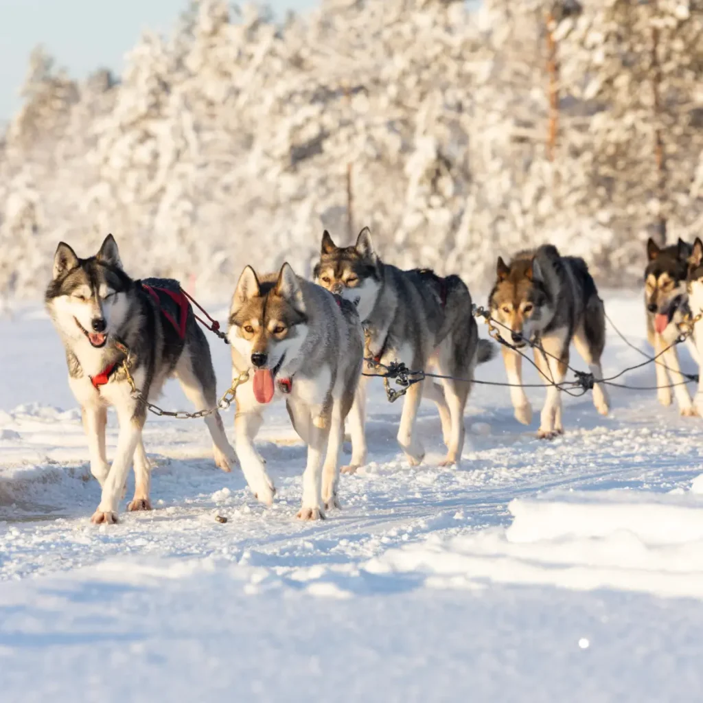 Husky sledding adventure through the snowy forests of Rovaniemi, Lapland, Finland during a magical winter safari.