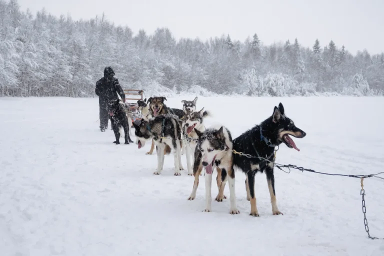 Winter husky safari across a frozen lake in Rovaniemi