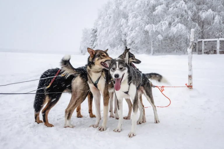 Rovaniemi husky safari adventure on a frozen winter lake