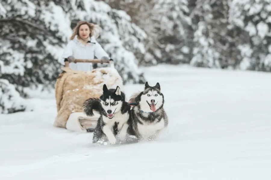 10 km Husky Safari in Rovaniemi – Self-Drive Arctic Dog Sled Adventure