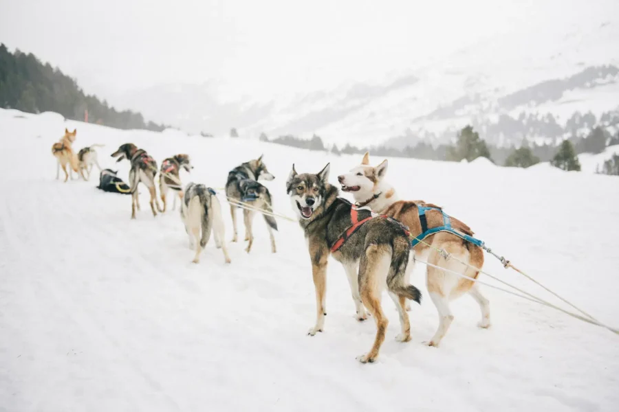Tourist enjoying husky safari through Lapland snow trails in Rovaniemi